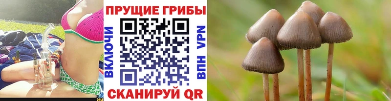 сколько стоит  Новодвинск  Псилоцибиновые грибы Psilocybe 